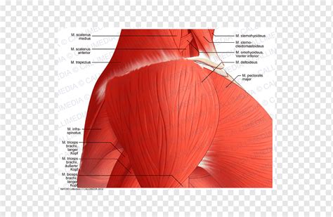 Otot Deltoid Bahu Vena Saraf Supraklavikula Lengan Orang Anatomi