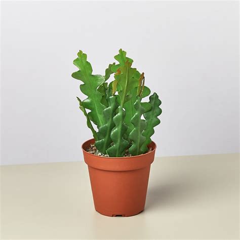 Epiphyllum ‘Ric Rac’ Cactus – Green Thumb Nursery