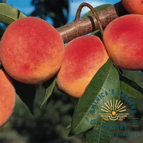 Red Haven Peach Tree Americas Gardens Nursery