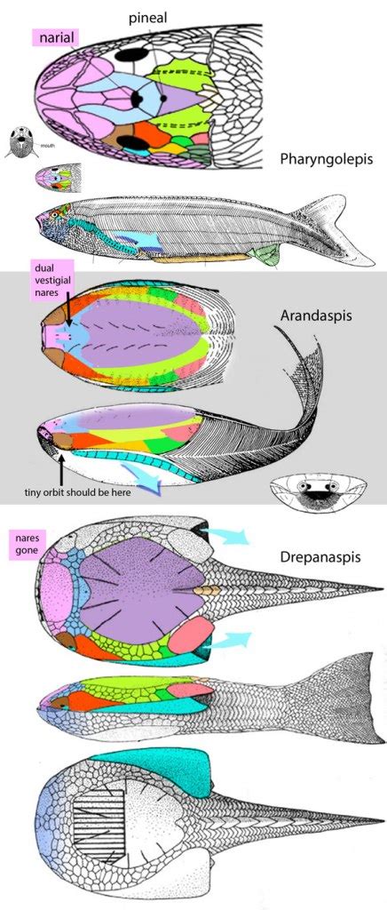 Phylogenetic bracketing estimates missing skull sutures in a diagram of Arandaspis | The ...