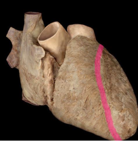 Anatomy Of The Heart Flashcards Quizlet