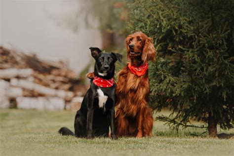 Irish Setter Dog Black: Existing or Not? - IrishSetterDgs.com