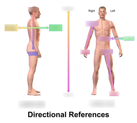 Directions And Surfaces Of The Body Diagram Quizlet