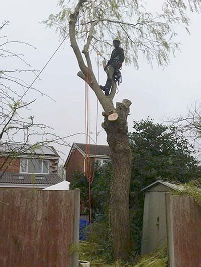 Tree Surgeon Offering Tree Surgery And Gardening Services