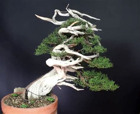 Image Adictos Bonsai Flickr