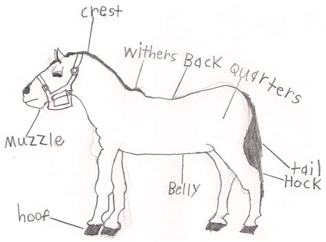 Parts Of A Horse Saddle Labeled