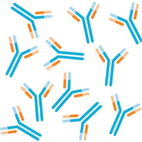 Anti Tomato Spotted Wilt Virus Tswv Nucleocapsid Protein Nh3 E5