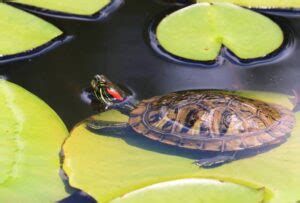 Quelle Vitesse Une Tortue Peut Elle Nager Faits Revus Par Les