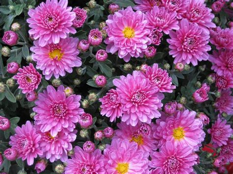 Chrysanthemums When To Plant Mums And Overwintering The Old Farmers