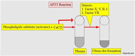 Activated Partial Thromboplastin Time Aptt Partial Thromboplastin