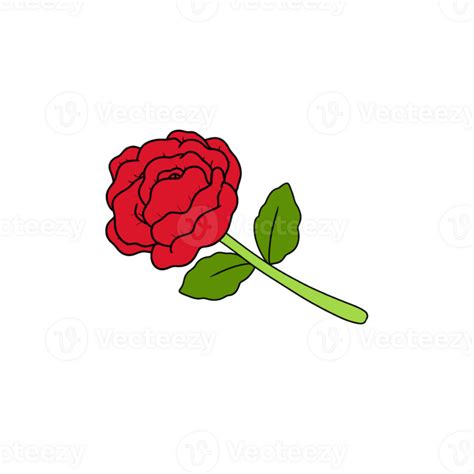 Ilustraci N De Una Rosa Png