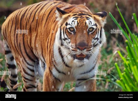 Bengal Tiger In The Dense Forest Of Bannerghatta In Karnataka India