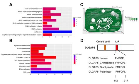 Elevated Mrna Expression Levels Of Dlgap5 Are Associated With Poor