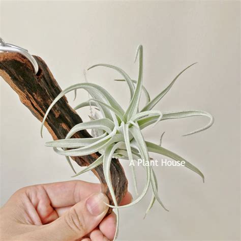 tillandsia recurvifolia var subsecundifolia blood orange aplanthouse