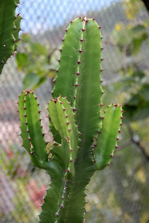 Cactaceae Cactus Container Free Photo On Pixabay Pixabay