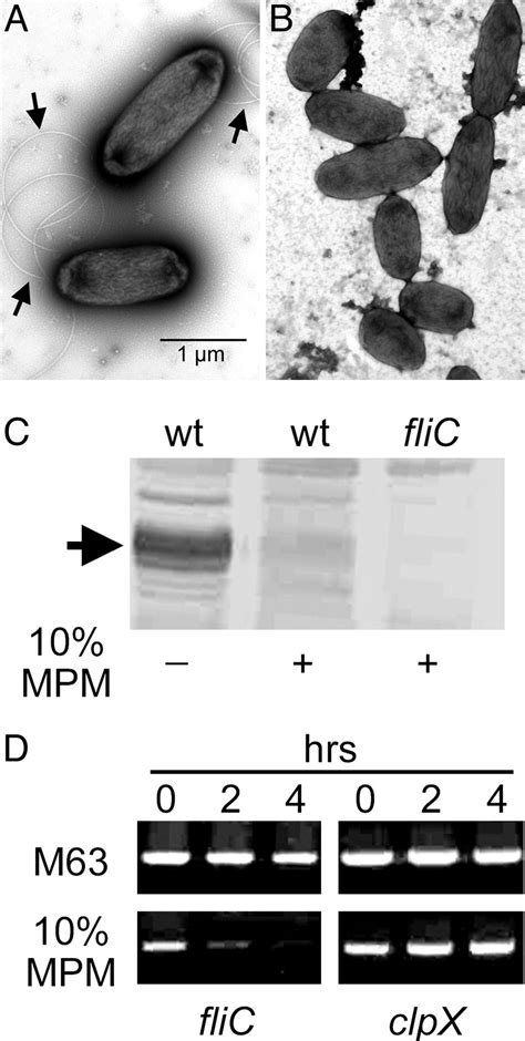 Pseudomonas Aeruginosa Regulates Flagellin Expression As Part Of A