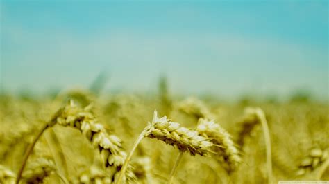 Food Grass Field Green Grain Wheat Rye Cereal Barley Grassland