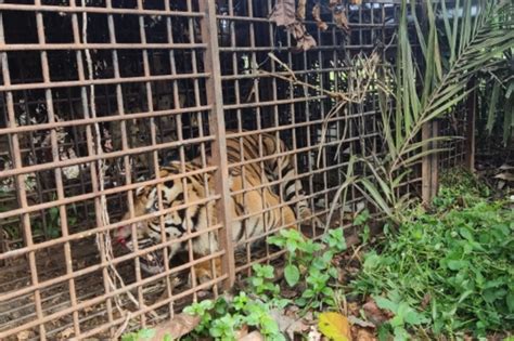 Akhirnya Harimau Jantan Meresahkan Warga Nalo Masuk Perangkap