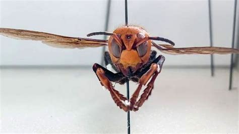 Transportation Crews To Set 1200 Asian Giant Hornet Traps