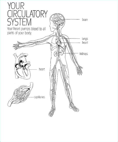 Circulatory System Drawing at PaintingValley.com | Explore collection ...