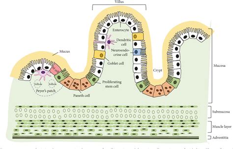 Figure 2 from Regulation of Intestinal Epithelial Cells Properties and Functions by Amino Acids ...