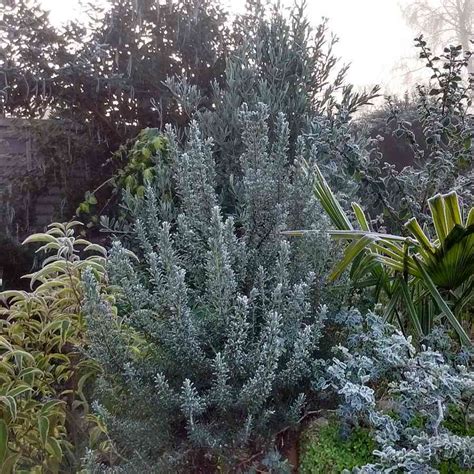 Rosemary (Rosmarinus officinalis)