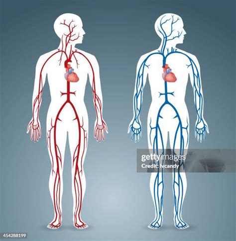 536 Arterial Venous System High Res Illustrations Getty Images