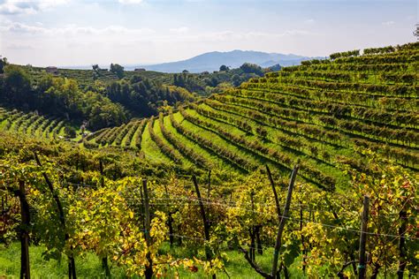 Veneto Wine What Do You Know About Italys Major Wine Producer