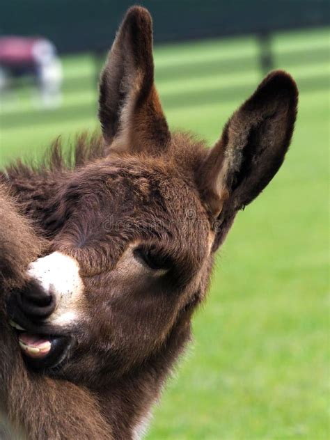 Cute Funny Baby Donkey Stock Photos Free Royalty Free Stock