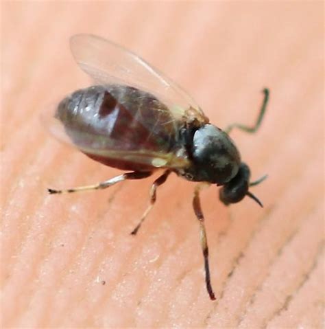 Black Fly Simulium Bugguidenet