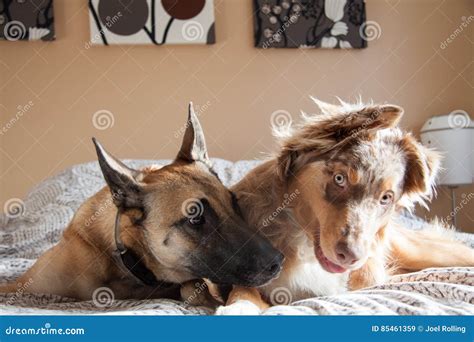 Two Dogs In The Bedroom Stock Image Image Of Looking 85461359