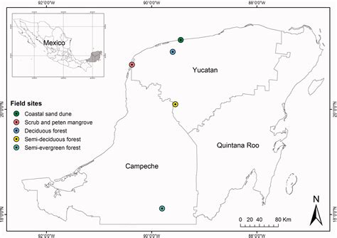 Morphophysiological Plasticity in Epiphytic Bromeliads Across a