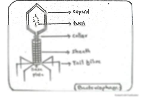 SOLUTION: Hand Made Diagram(Structure) of Bacteriophage Virus (Full ...