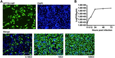 Sftsv Infection And Replication In Human Hepatocellular Carcinoma Cell