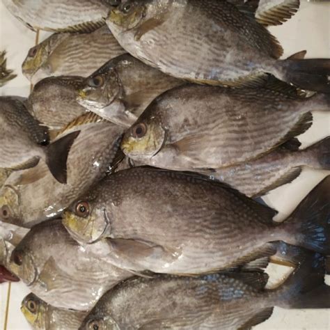 Jual Ikan Baronang Fresh Kg Shopee Indonesia