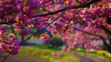 1920x1080 Tree Branch Nature Flowers Wallpaper  Coolwallpapers Me