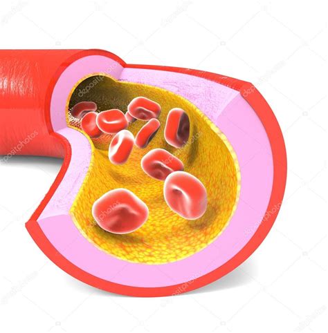 normal artery  red blood cells stock photo  giovannicancemi