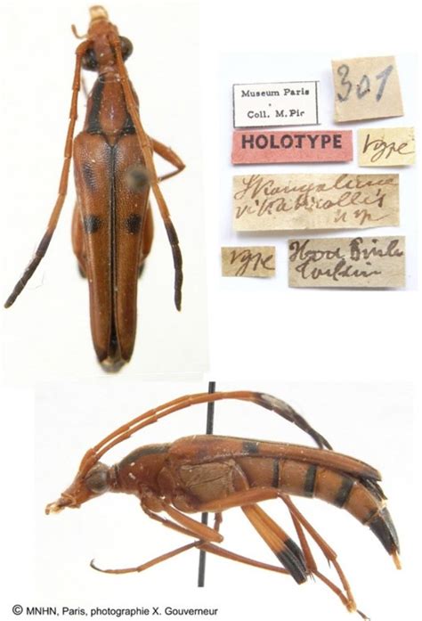 Cerambycidae Species Details