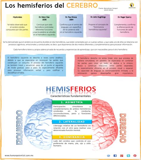 Hemisferios Cerebrales Y Sus Funciones