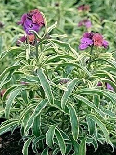 Erysimum Stars And Stripes Perennial Wallflower Large Plug Plants