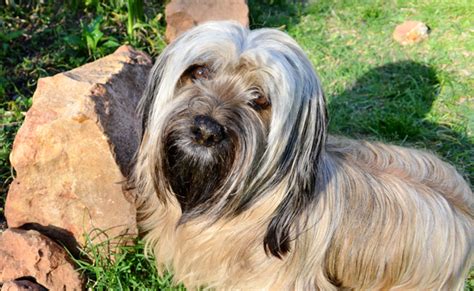 Le Skye Terrier Caract Re Ducation Sant Prix Race De Chien