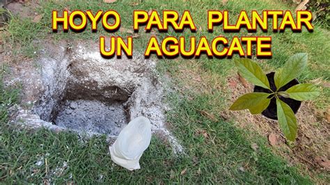 Como Hacer Un Hoyo Para Sembrar Una Planta De Palta En El Jardin YouTube