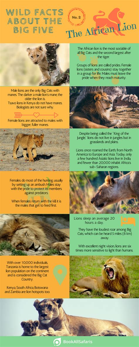 Wild Facts About the Big Five: No. 2 – the African Lion [Infographic ...