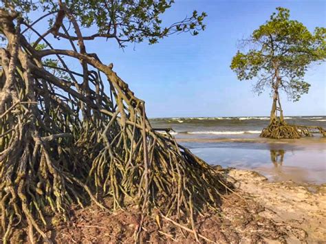 O Que Fazer Na Ilha Do Maraj Soure E Salvaterra Al M Da Curva