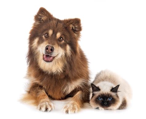 Why Dogs are Better Than Cats - Acme Canine