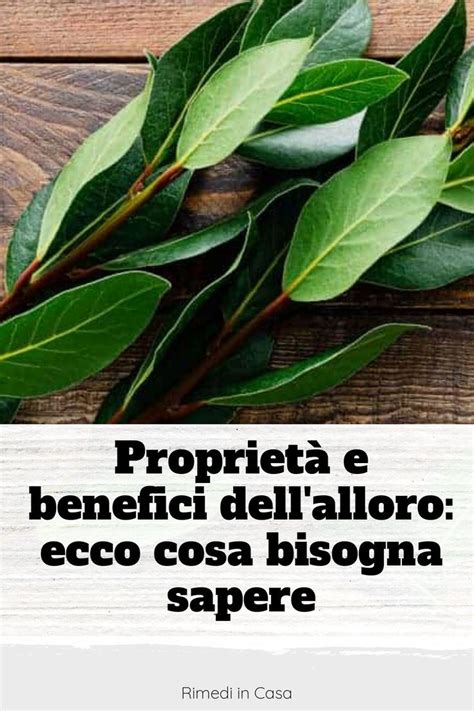 Proprietà e benefici dellalloro ecco cosa bisogna sapere Rimedi