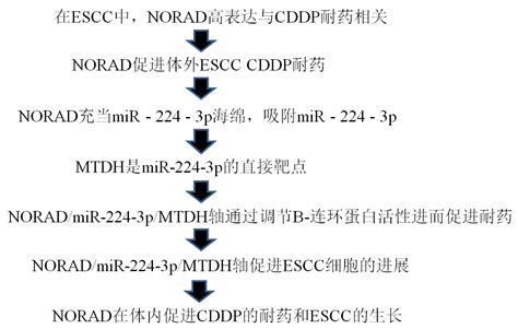 Lncrna Noradmir 224 3pmtdh轴通过促进β Catenin核积累，参与食管鳞状细胞癌cddp耐药