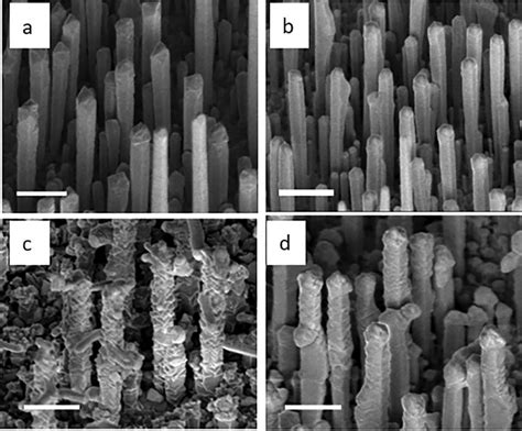 Sem Images Of The Nw Arrays A Gaas Nws B Low Bep Gaas Gaasbi