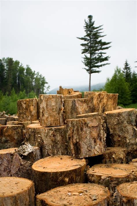 Stack Of Sawn Wood Log Stock Photo Image Of Wall Timber