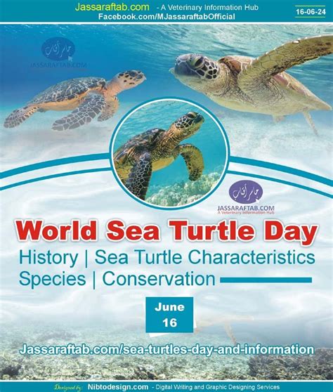 Sea Turtles Day Characteristics Conservation Species